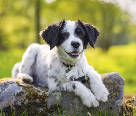 sunset-dog-summer-puppy-happy-golden-hour_t20_LQAa9K.jpg